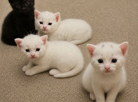 11 day old beautiful domestic mixed breed kittens for sale