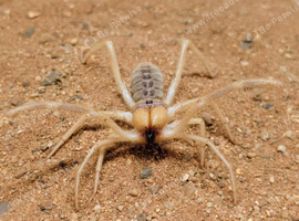 Yellow Camel Spider (Galeodes granti)