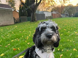 our loving little princess needs a new home