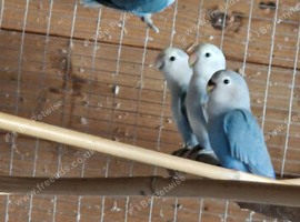 Peach faced lovebirds Lincolnshire