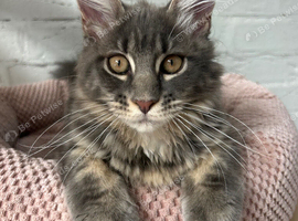 Giant Maine Coons TICA reg