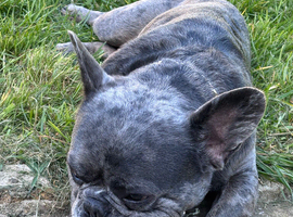 Reggie is looking for a forever home