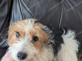 Pure Bred Jack Russell Girl  14 mths old.