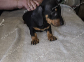 Miniture dachshund  puppies