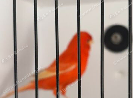 Red canary pair