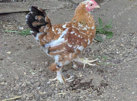 2x Millefleur Bantams