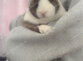 rabbit for sale