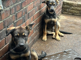 2 German Shepherd Puppies