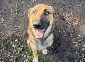 Beautiful 9-Month-Old Full German Shepherd Looking for Her Forever Home ️