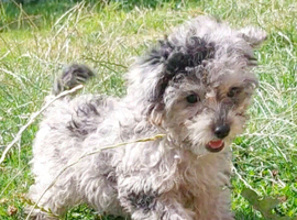 Asian tea cup poodle x small toy