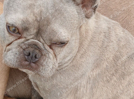 French bulldog bitch