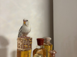 Young Semi-Hand Tamed Budgie