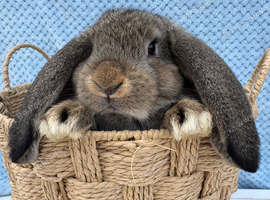 Giant pure bred French lop rabbits will be huge bunnies