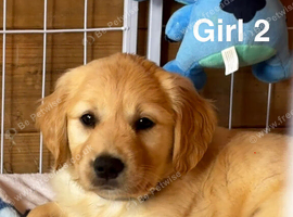 Kc golden retriever puppies