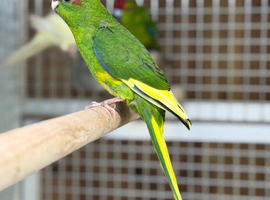 Kakariki parrot