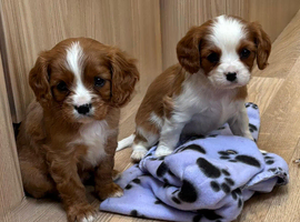 Beautiful cavalier puppies