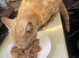 Apricot ginger male cat