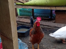 Cockerel