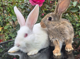New Zealand bunny's Ready to go
