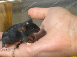Baby male fancy mice for sale