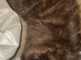 Kitten 9 week old domestic long hair