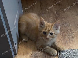 7 beautiful kittens ready for loving homes