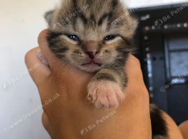 Kittens