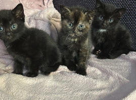 Amazing kittens