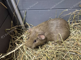 Guinea pigs for new homes ready to go now