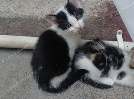 Kitten