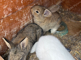 Flemish baby rabbits