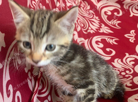 Kittens looking for there for ever homes