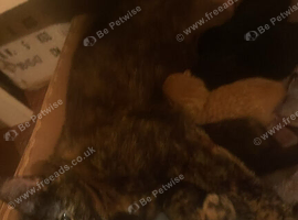 Kitten forsale