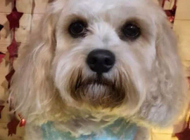 Cavapoochon puppy