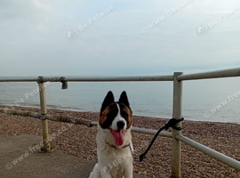 5 Year Old Akita looking for new home
