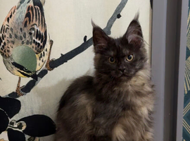 Russian line Maine coons