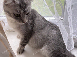 Reduces in price Scottish fold kittens