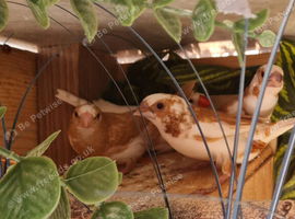 2 pairs of Thorn and white bengalese finches