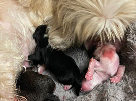 X2 puppies for sale