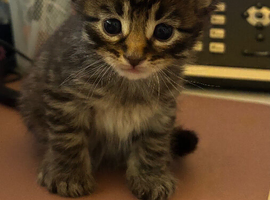 Kittens for sale