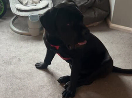 8 month cane corso for sale full breed with papers &pound;1000 Ono