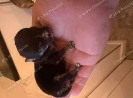 Micro teacup Pomchi chihuahua and Pomeranian