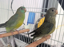 Young Red Rump Parrots