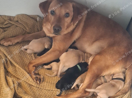 Labrador puppies