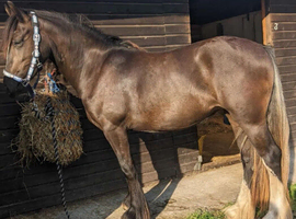 Outstanding 2yrs filly to make 15h plus