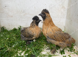 **** PEKINXSILKIE PULLETS ****