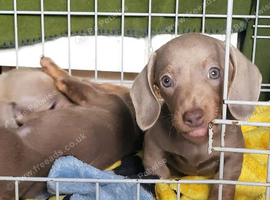 Mini dachshund for sale!