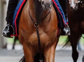 15.1 flashy filly