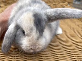 Gorgeous mini lop babies - ready to reserve