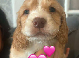 Show cocker/ cocker spaniels